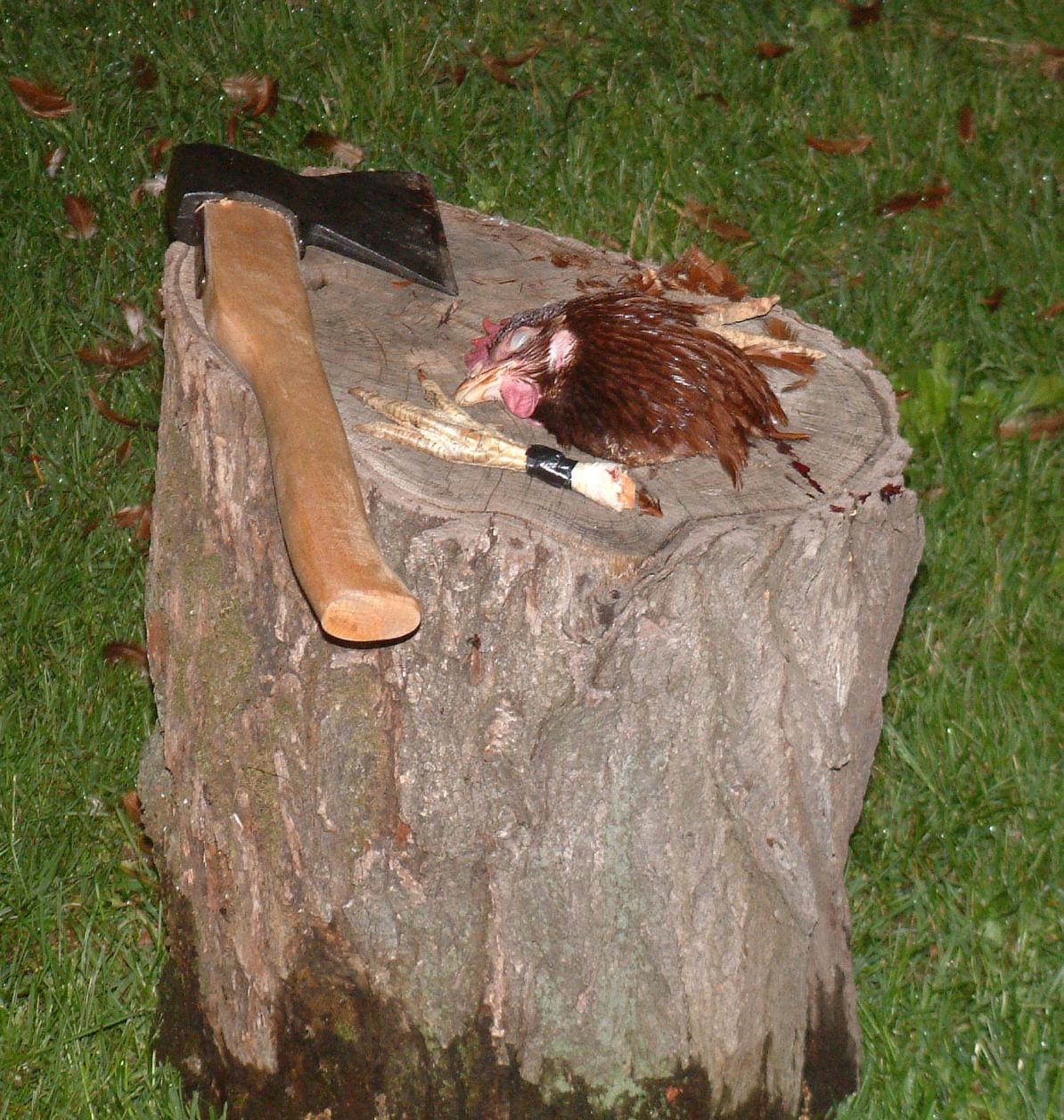 dscf0002.jpg